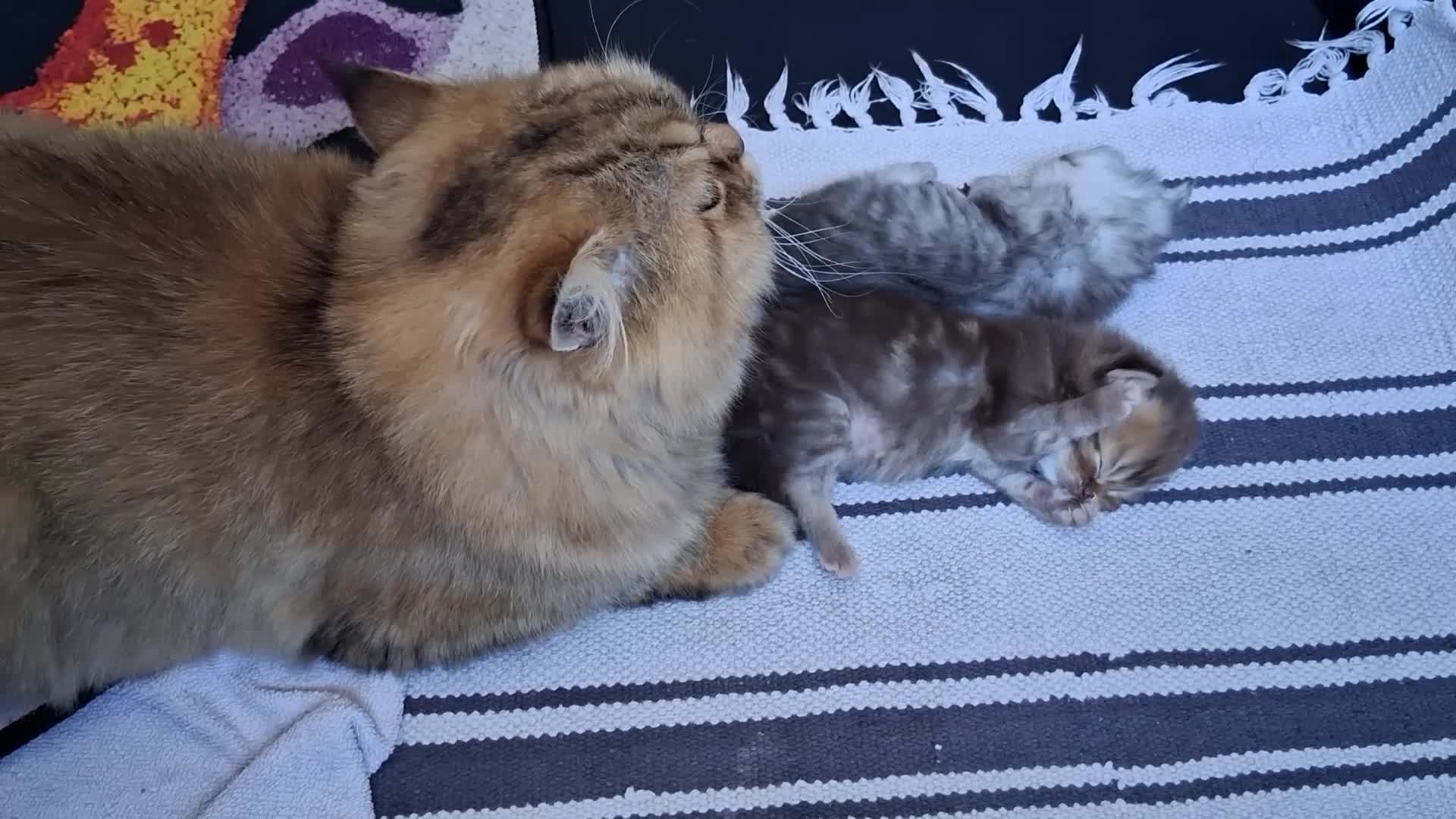 Persian cats for sale: Pure Persian Chinchilla  - Video 1