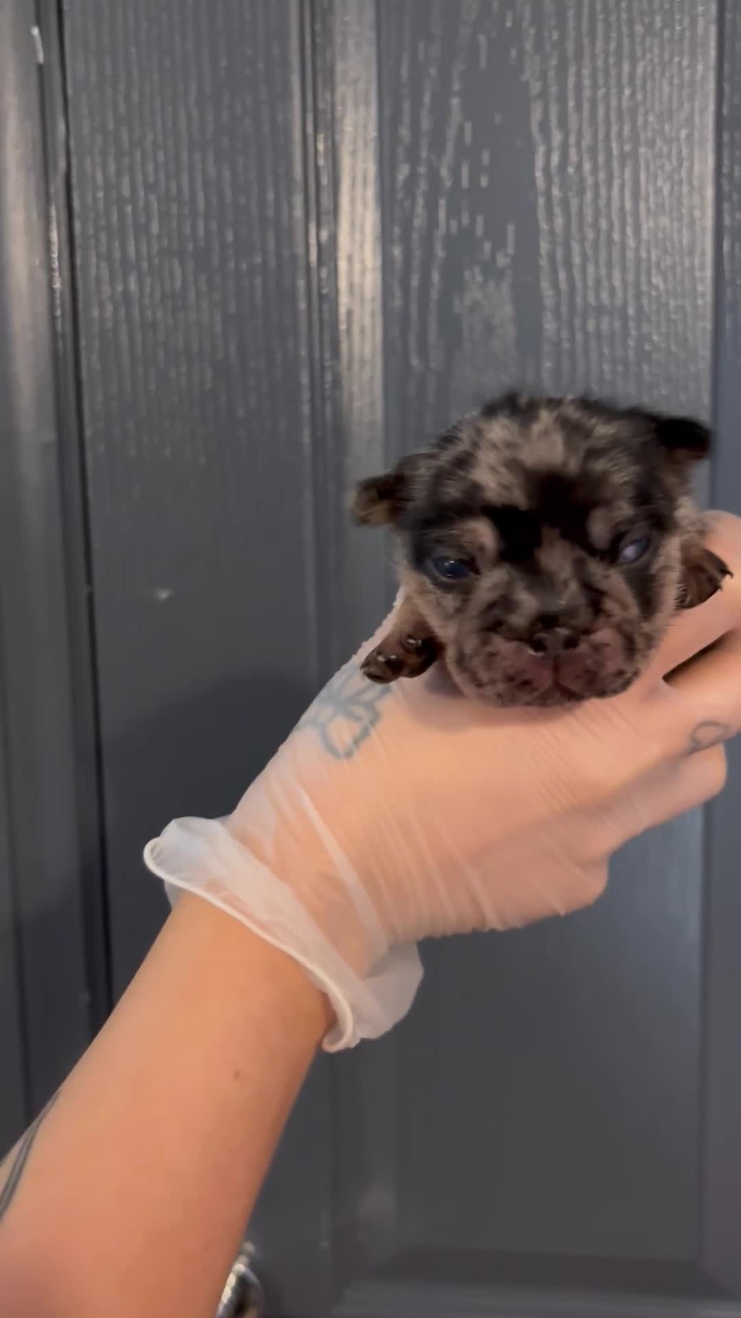 French Bulldog dogs for sale: Pink testable **s 🩷💙🍫🍪🔥 - Video 3