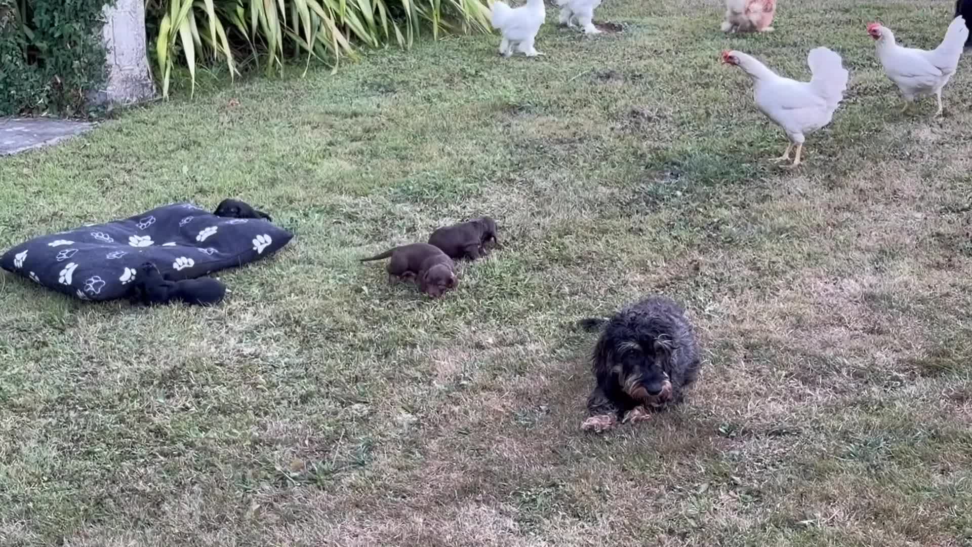 Dachshund dogs for sale: KC Regestered Teckel puppies in Cardiff - Video 1
