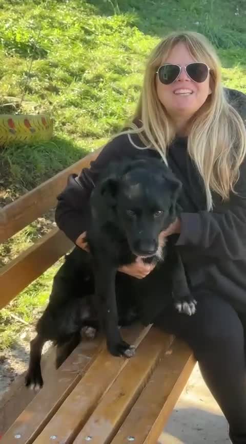 Mixed Breed dogs for adoption: Gina  in Ashford - Video 5