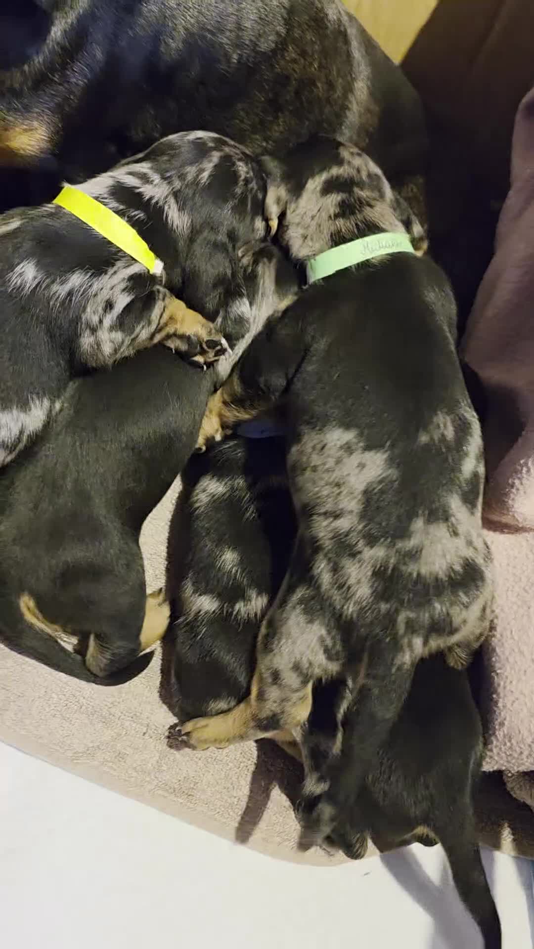 Miniature Dachshund dogs for sale: SILVER/BLACK Adorable dachshund puppies for sale😍 - Video 3