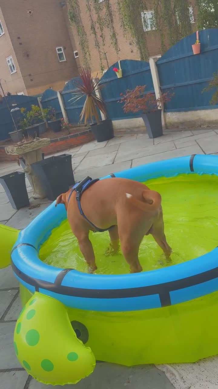 American Bulldog dogs for sale: American bulldog diesel  in Worksop - Video 1