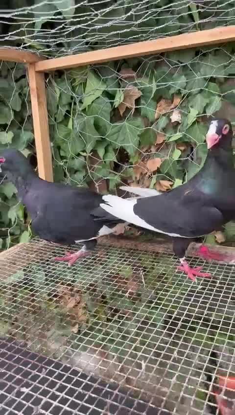 Pigeons birds for sale:  £30-£60. - Video 4
