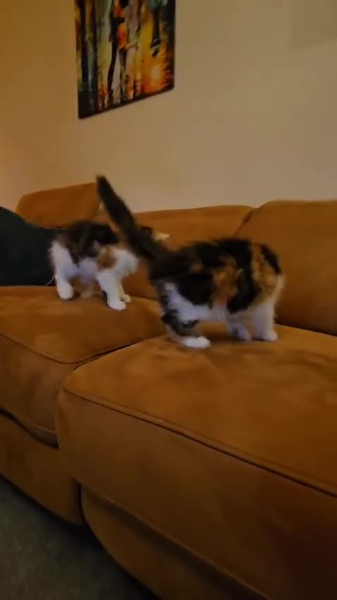 Maine Coon cats for sale: Gccf maincoon kittens. Ready from the 20th Sept  - Video 3