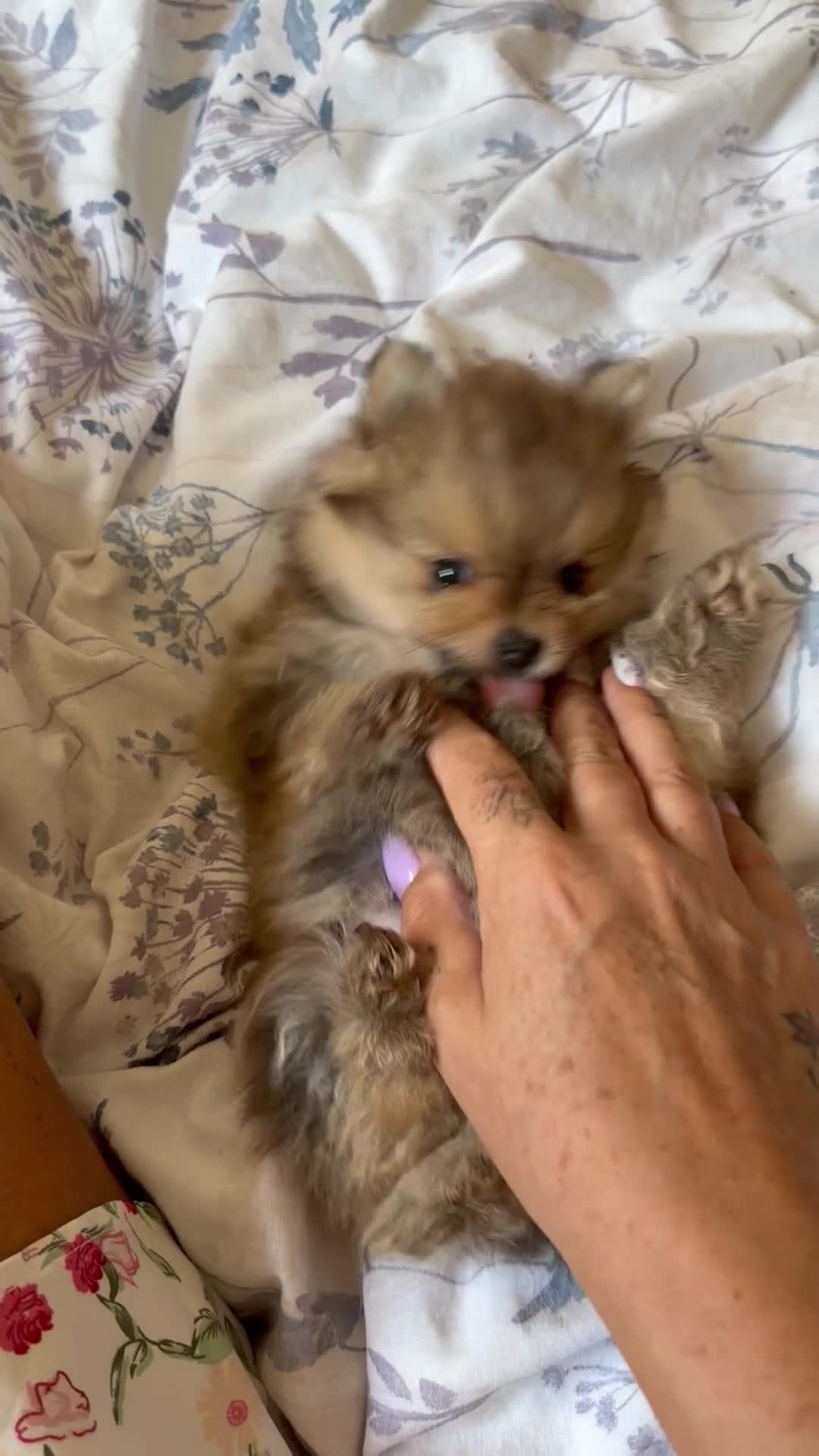 Pomeranian dogs for sale: Tiny mini toy girl 🩷 Pomeranian teddy face - Video 1
