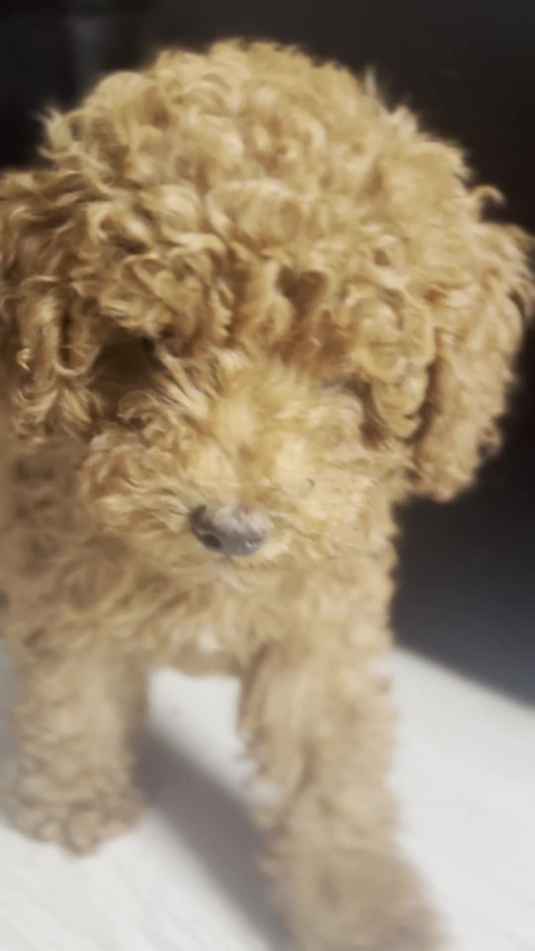 Toy Poodle dogs for sale: Beautiful Red Little Toy Poodle Girl - Video 2