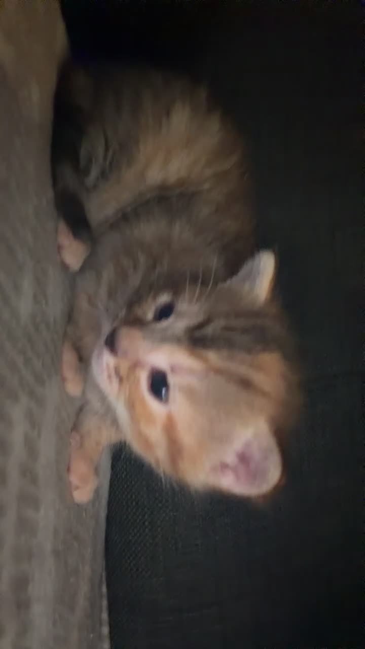 Mixed Breed cats for sale: Tabby kitten - Video 1