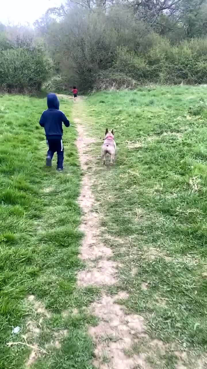 French Bulldog dogs for sale: Blue fawn french bulldog  - Video 1