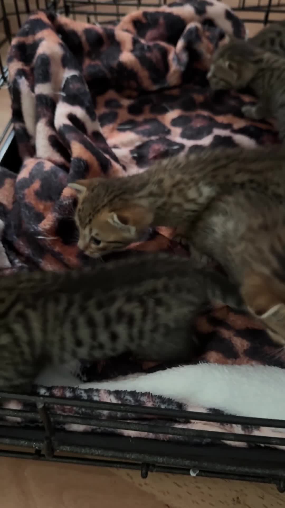Savannah cats for sale: 5 Gorgeous Spotty Savannah Babies - Video 1