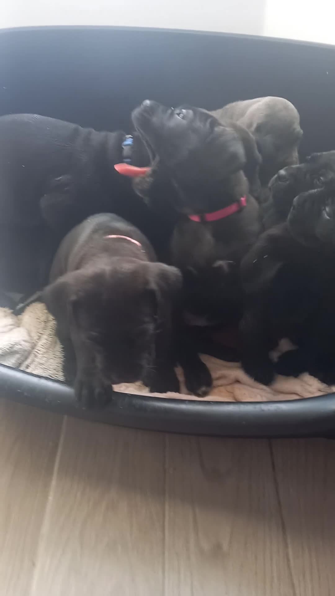 Cane Corso dogs for sale: ONE & ONLY UK LITTER DEL DYRIUM BLOOD LINES  🖤  - Video 4