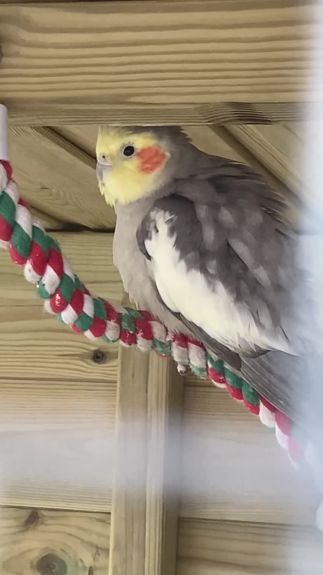 Cockatiels birds for sale: Year Old Natural Grey Male Cockatiel  - Video 1