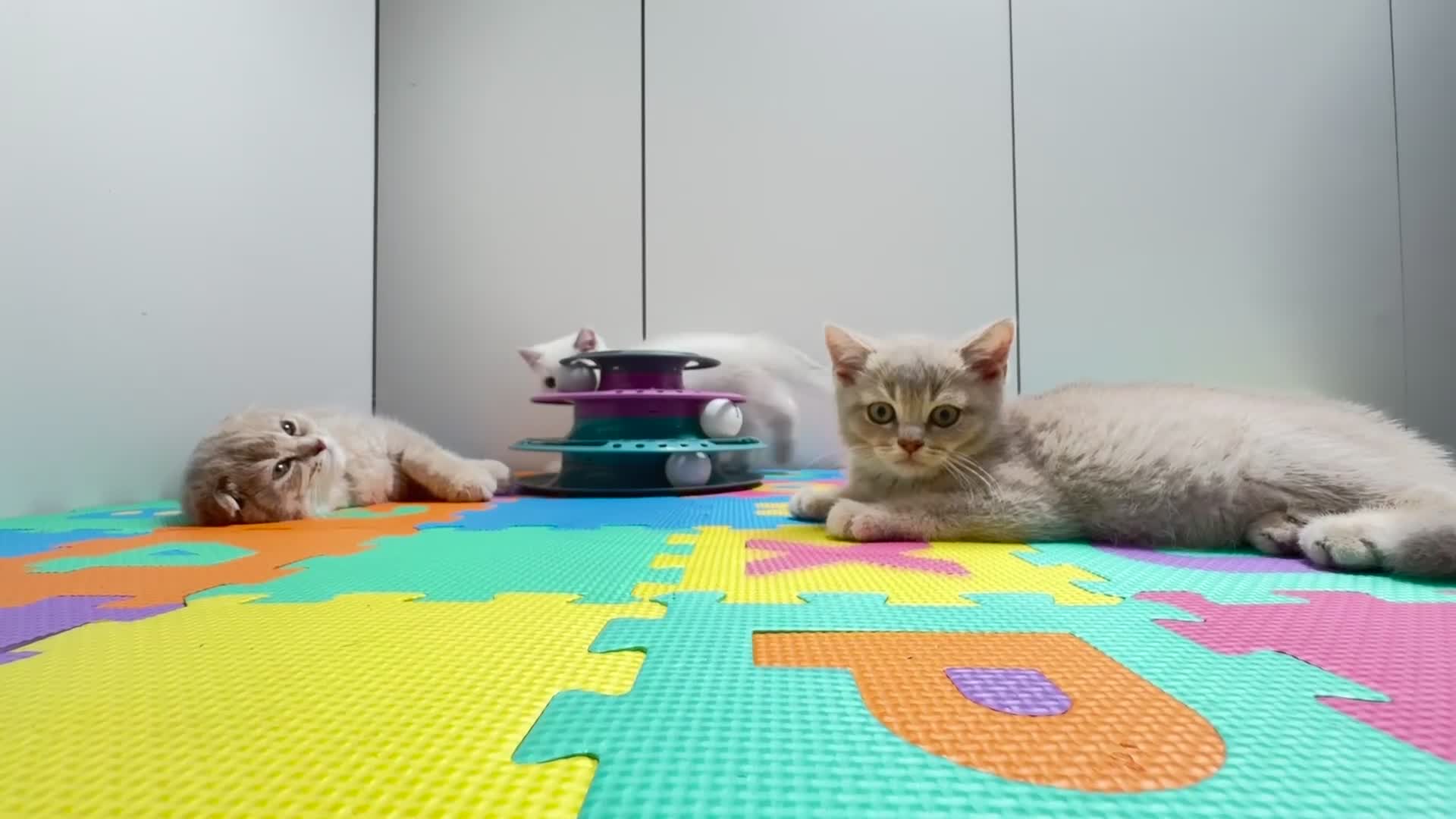 Scottish Fold cats for sale: Full pedigree Scottish Fold  in Croydon - Video 2