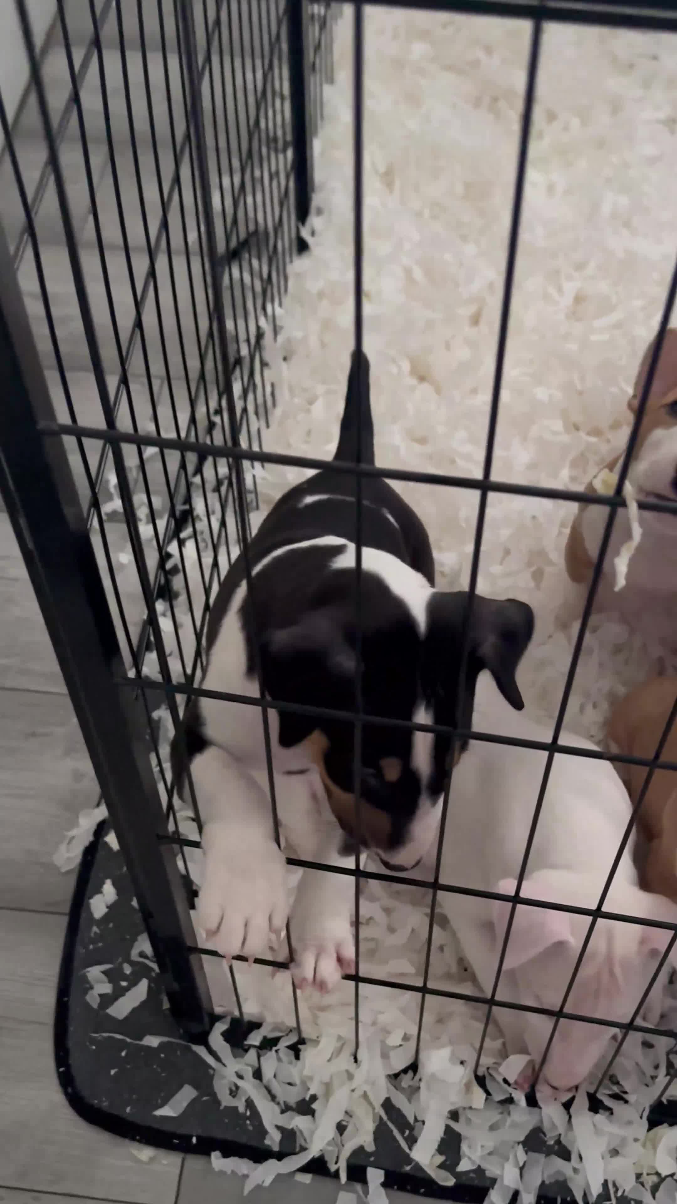 English Bull Terrier dogs for sale: QUALITY BULL TERRIER PUPPIES ❗️❗️ - Video 1