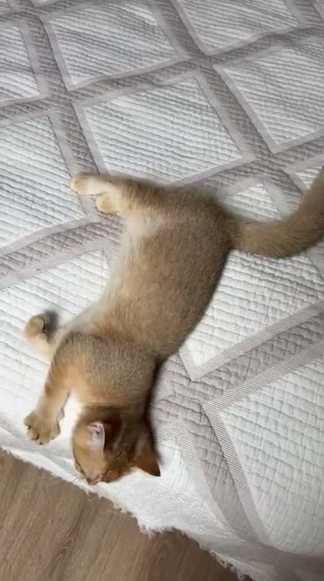 British Shorthair cats for sale: Handsome BSH Boy Black Golden Shaded (ny 11) - Video 3