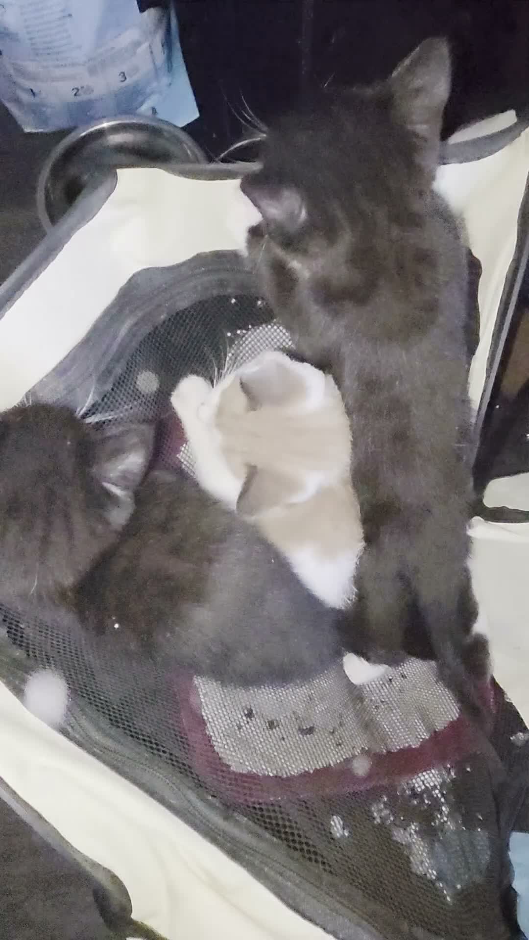 Mixed Breed cats for sale: 4 Beautiful Kittens Looking for Loving Homes - Video 3