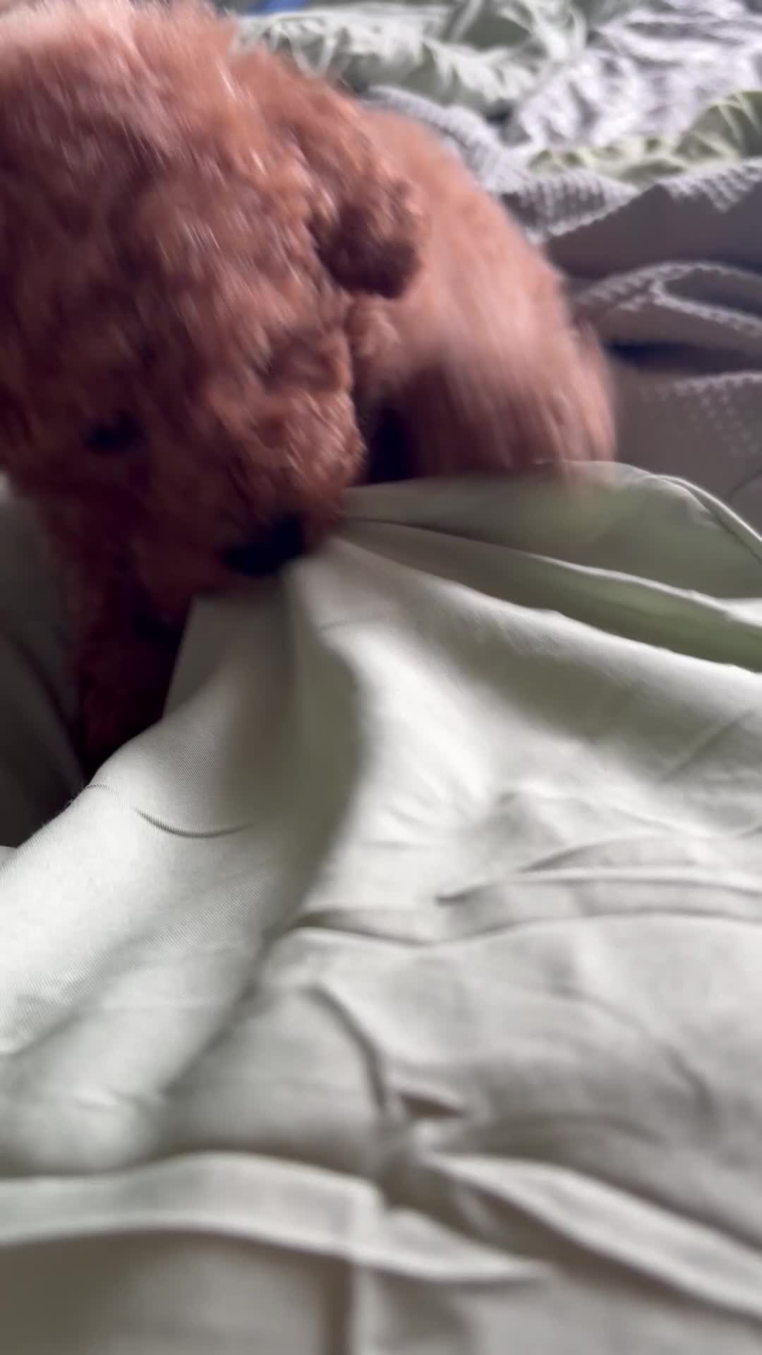 Maltipoo dogs for sale: MALTIPOO RED BOY  - Video 1