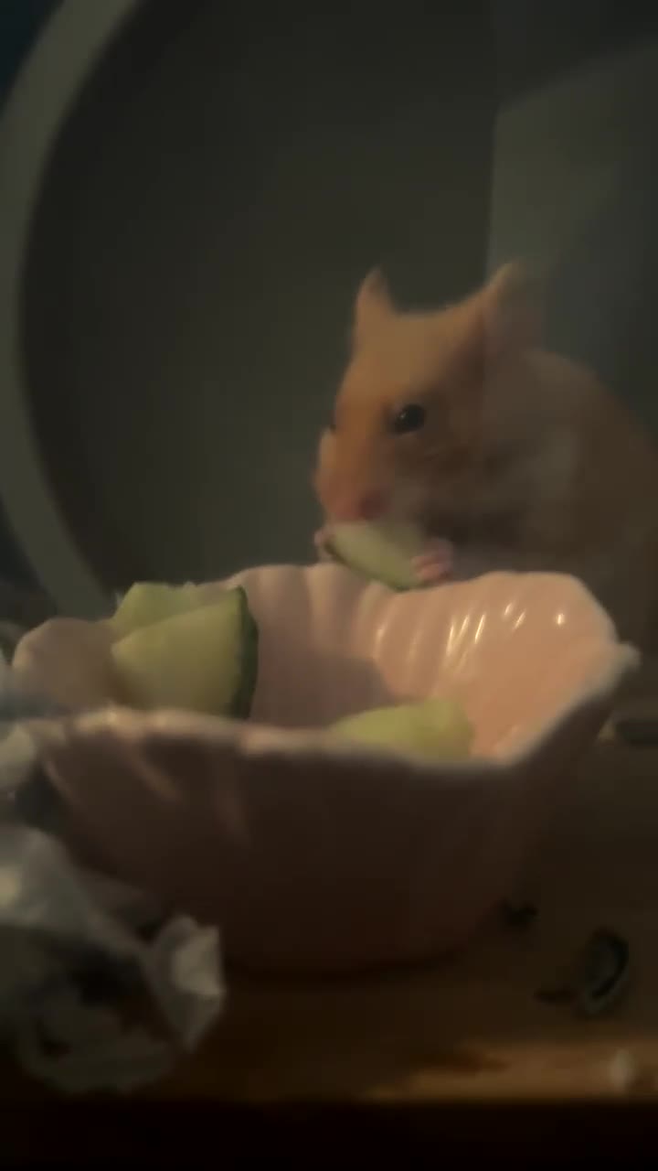 Hamster rodents for sale: Meet Cinnamon :)) - Video 3