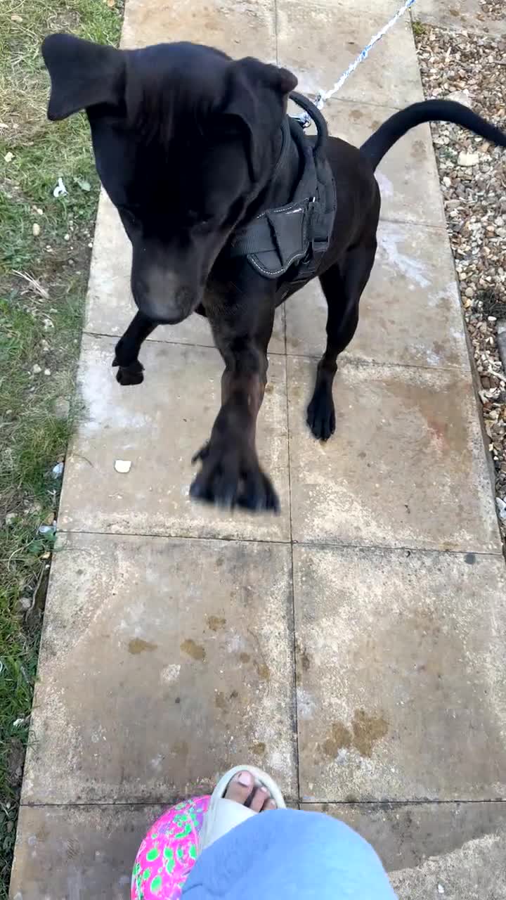 Mixed Breed dogs for sale: 14-Month-Old Shadow - Cane Corso x Doberman  - Video 2
