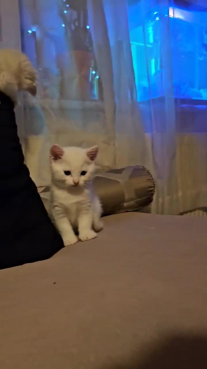 Mixed Breed cats for sale: 7 gorgeous cuties - Video 2