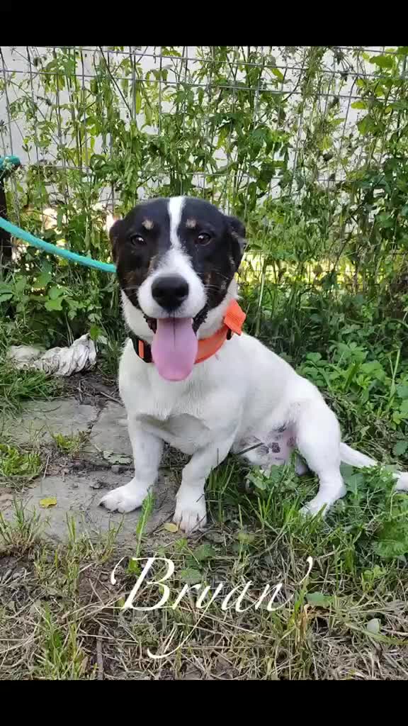 Mixed Breed dogs for adoption: Bryan, 1 yr approx. Available for adoption. in Brixham - Video 1