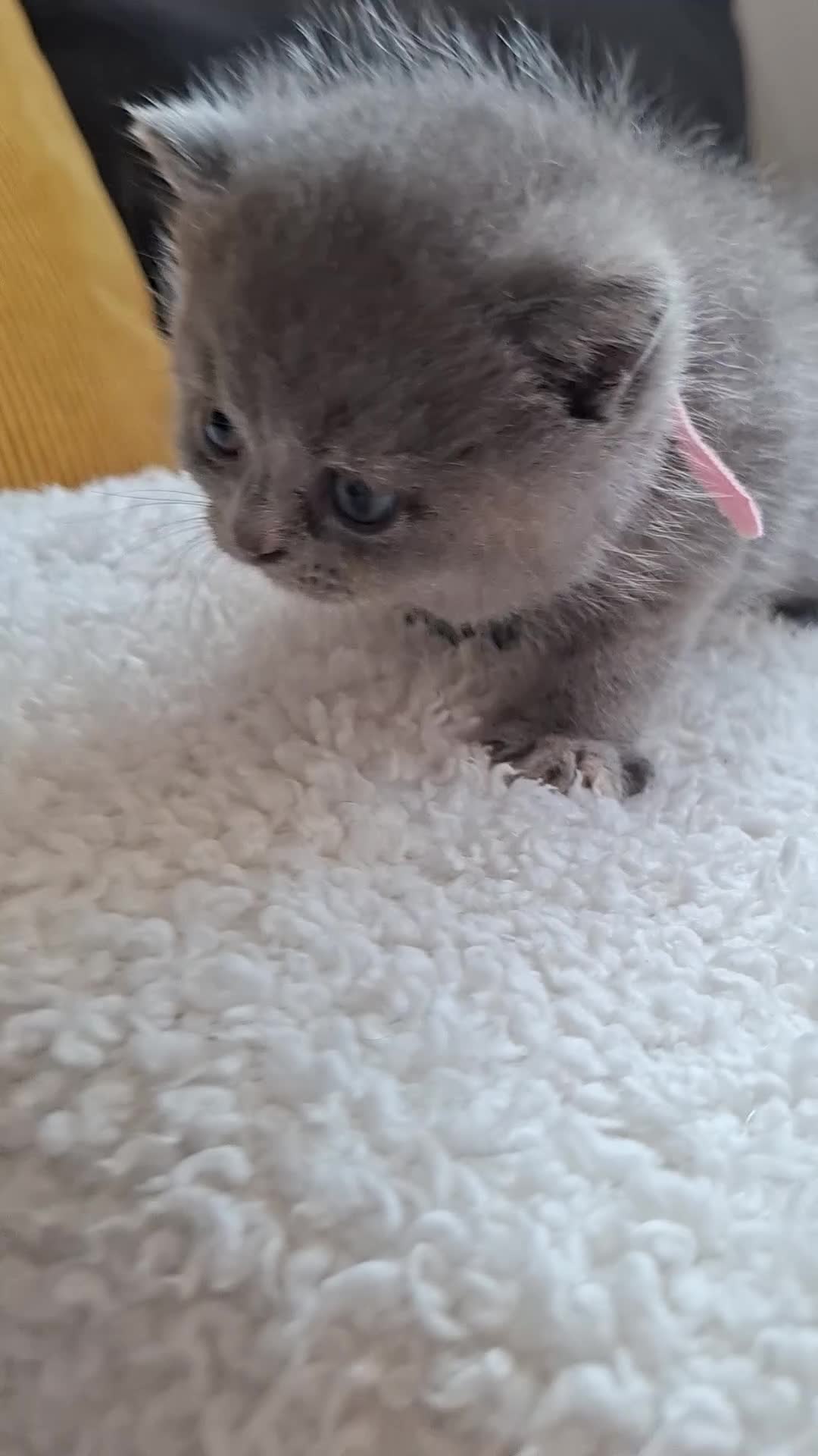British Shorthair cats for sale:  100% Pedigree chunky BSH kittens - Video 5