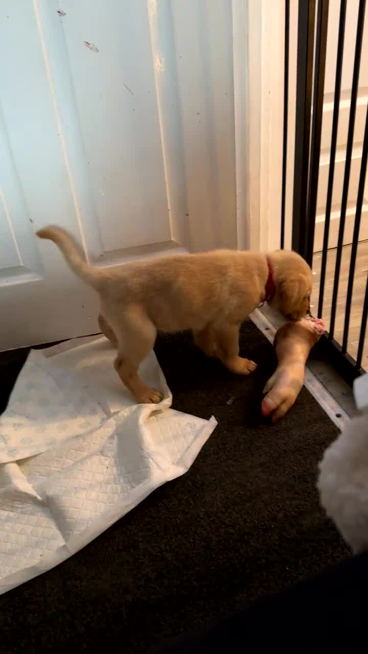 Labrador Retriever dogs for sale: White male lab - Video 2