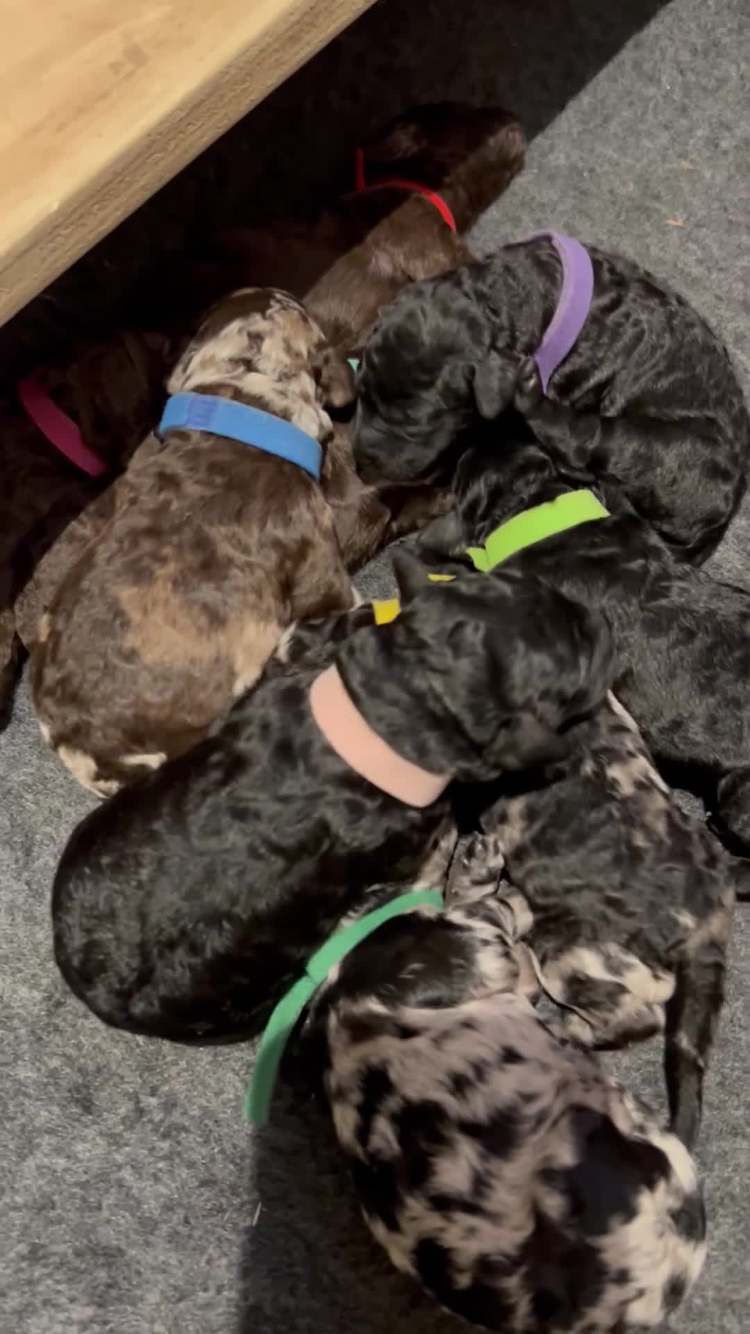Labradoodle dogs for sale: Labradoodle puppies  in Markfield - Video 1