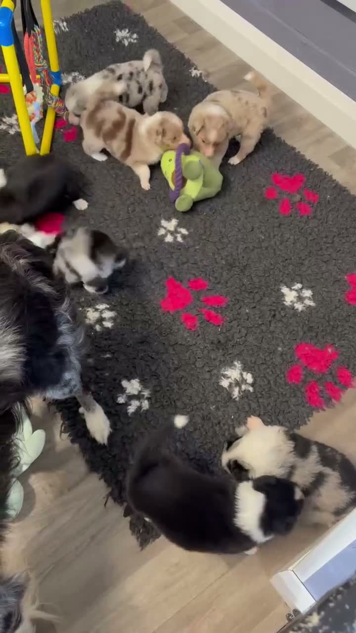 Border Collie dogs for sale: Stunning Border Collie puppies - Video 1