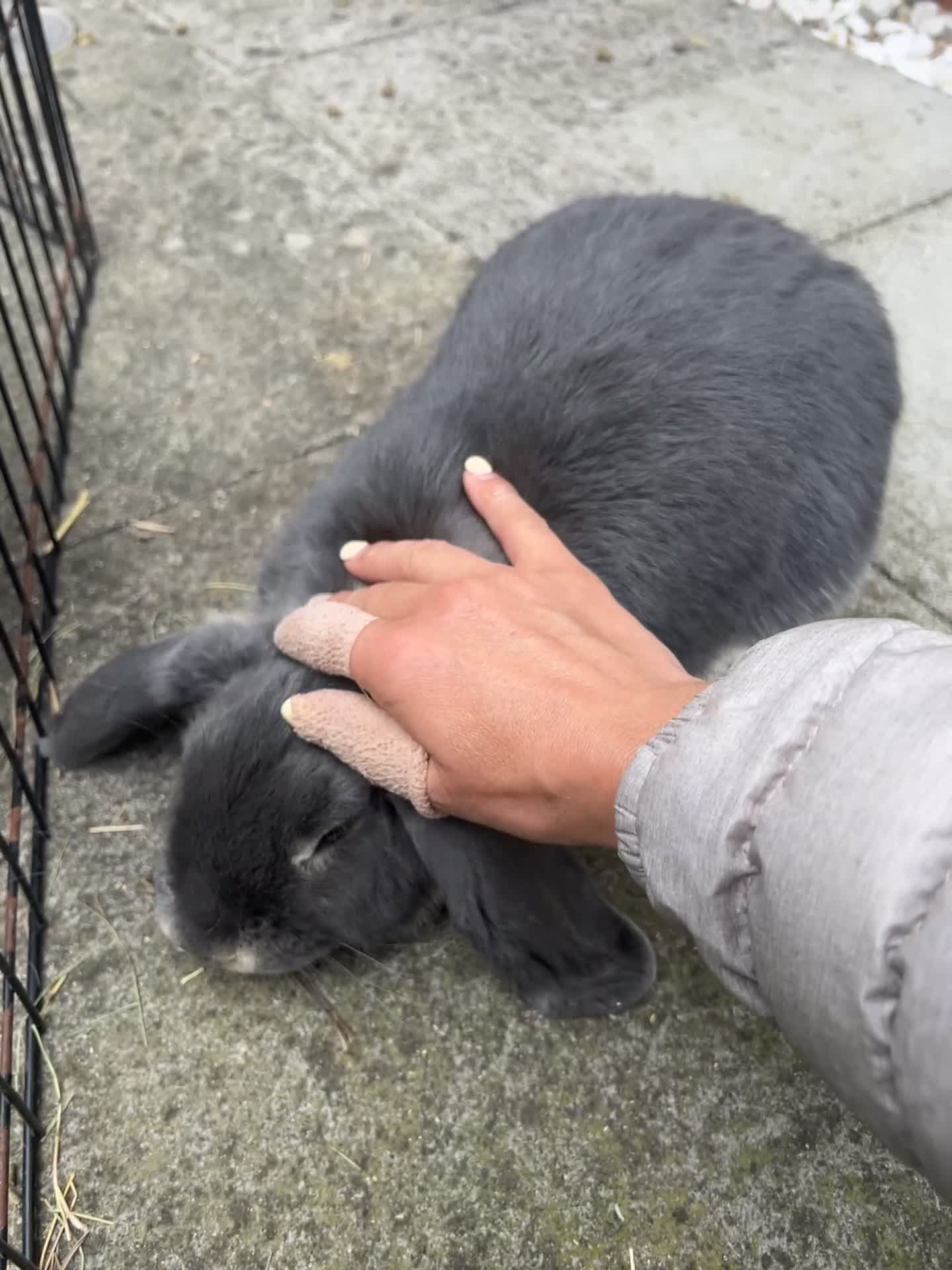 Mini Lop rabbits for sale: Gorgeous House rabbit (male)  - Video 4