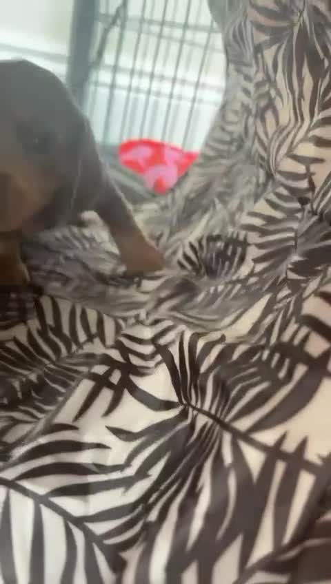 Miniature Dachshund dogs for sale: Stunning kc Miniature dachshund puppies🩷  - Video 1