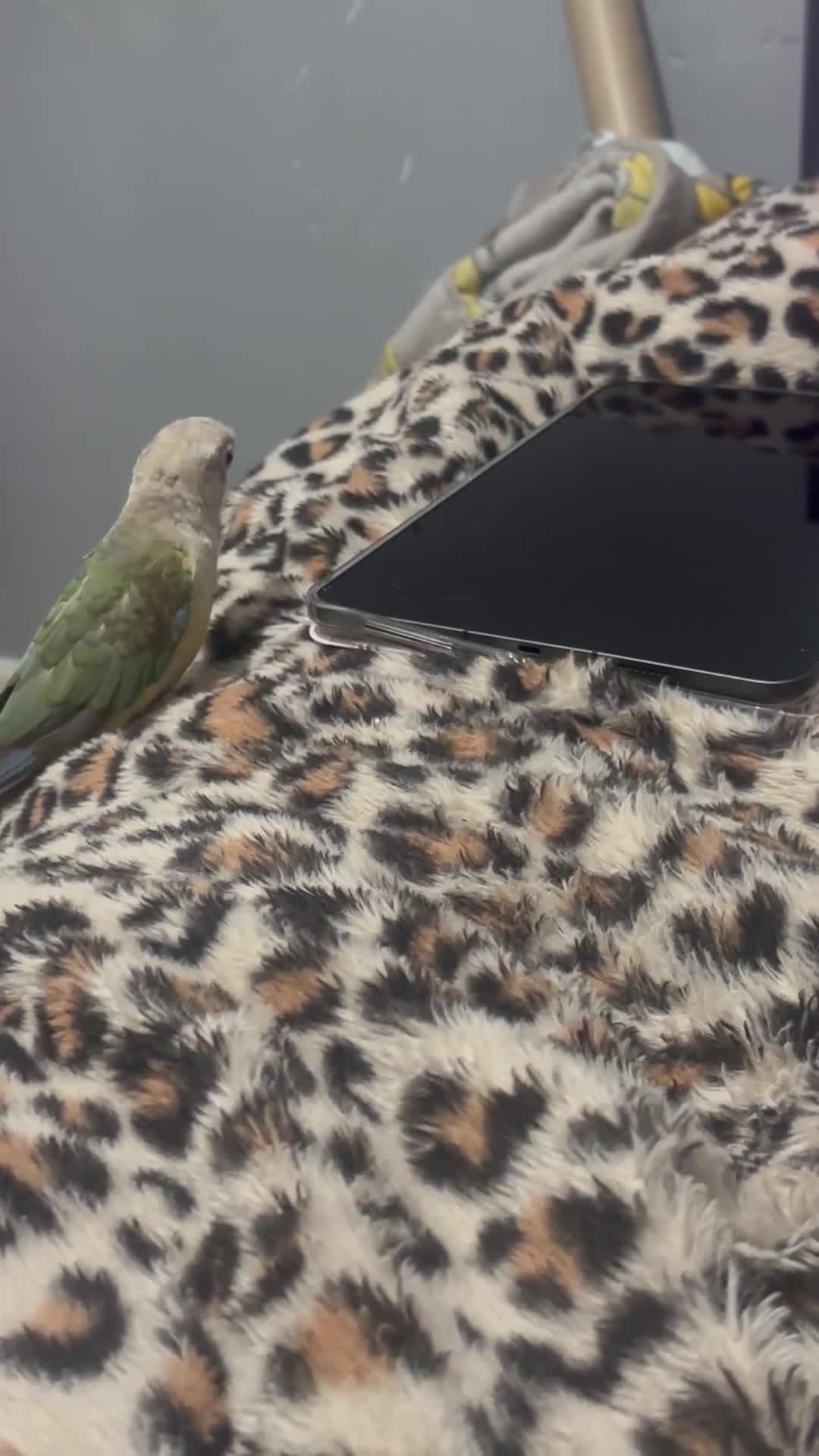 Conures birds for sale: Semi tame Cinnamon Conure - Video 1