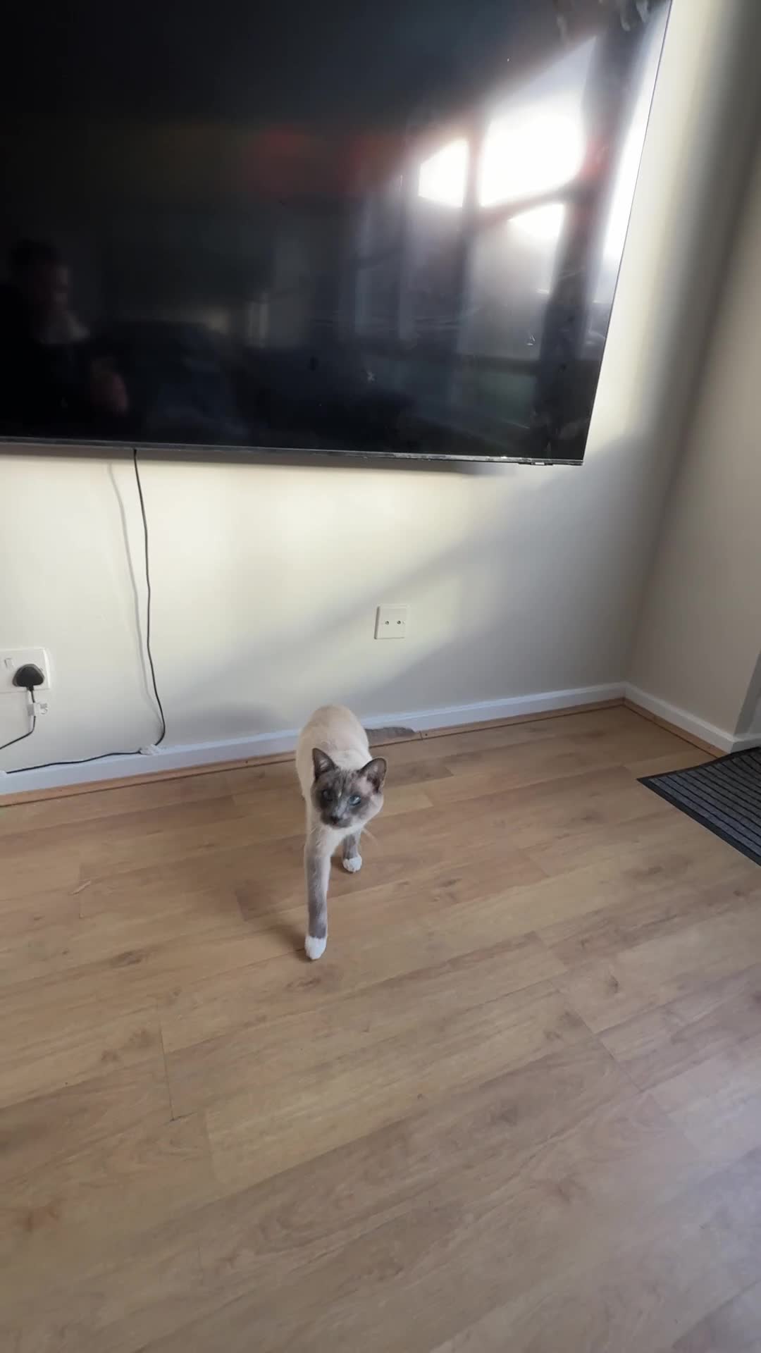 Ragamese cats for sale: Stunning 1yr old Blue Point Ragamese fluffball - Video 1