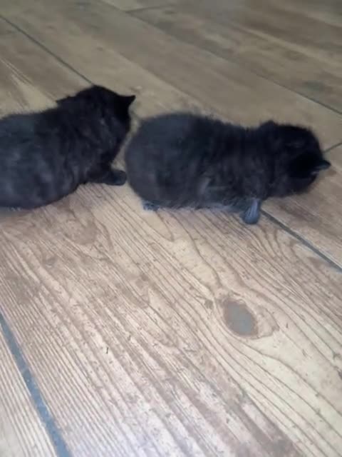 Mixed Breed cats for sale: British short x Bombay  in Oxford - Video 1
