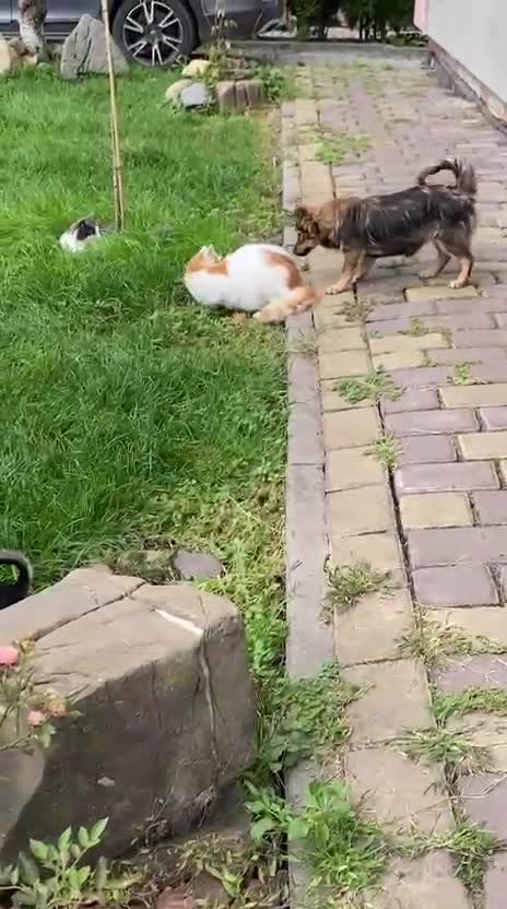 Mixed Breed dogs for adoption: 💖🐶 LESYA 🐶💖 - Video 3