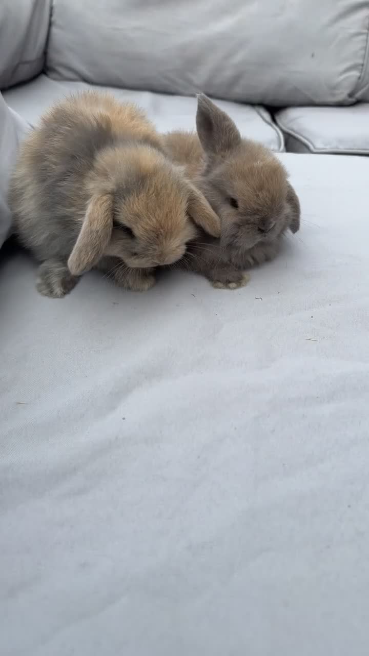 Mini Lop rabbits for sale: Mini lop bunnies - Video 1