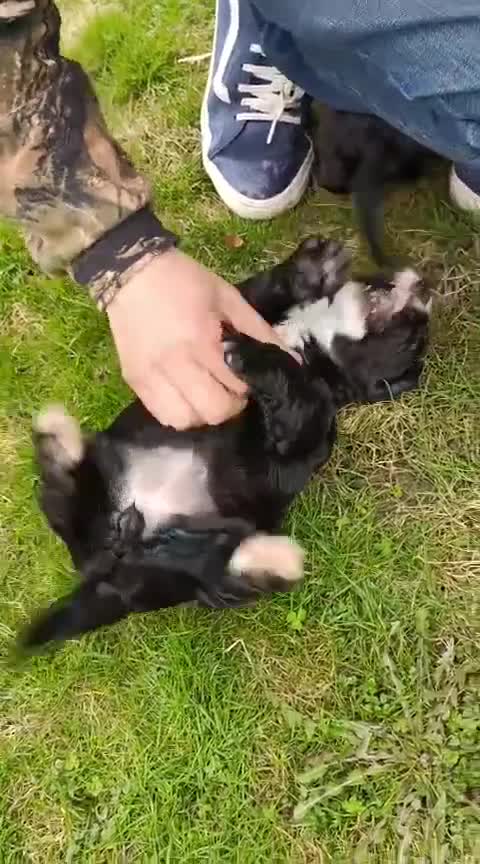 Cocker Spaniel dogs for sale: Cocker spaniel puppies  - Video 3