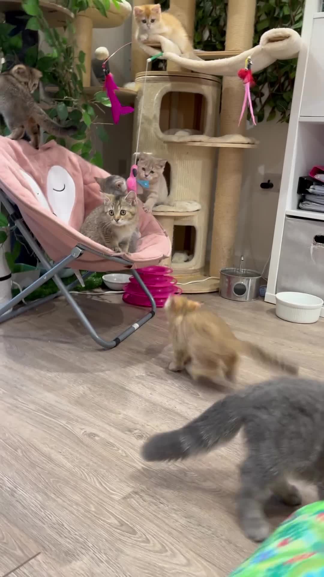 Scottish Fold cats for sale: Ready TICA reg stunning kittens available  - Video 2