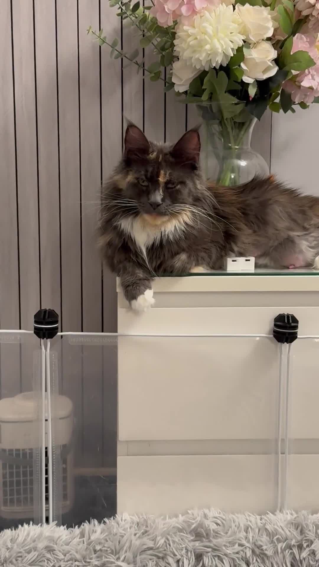 Maine Coon cats for sale: 🌟🌟Beautiful  Maine Coon kittens 🌟🌟🌟 - Video 1