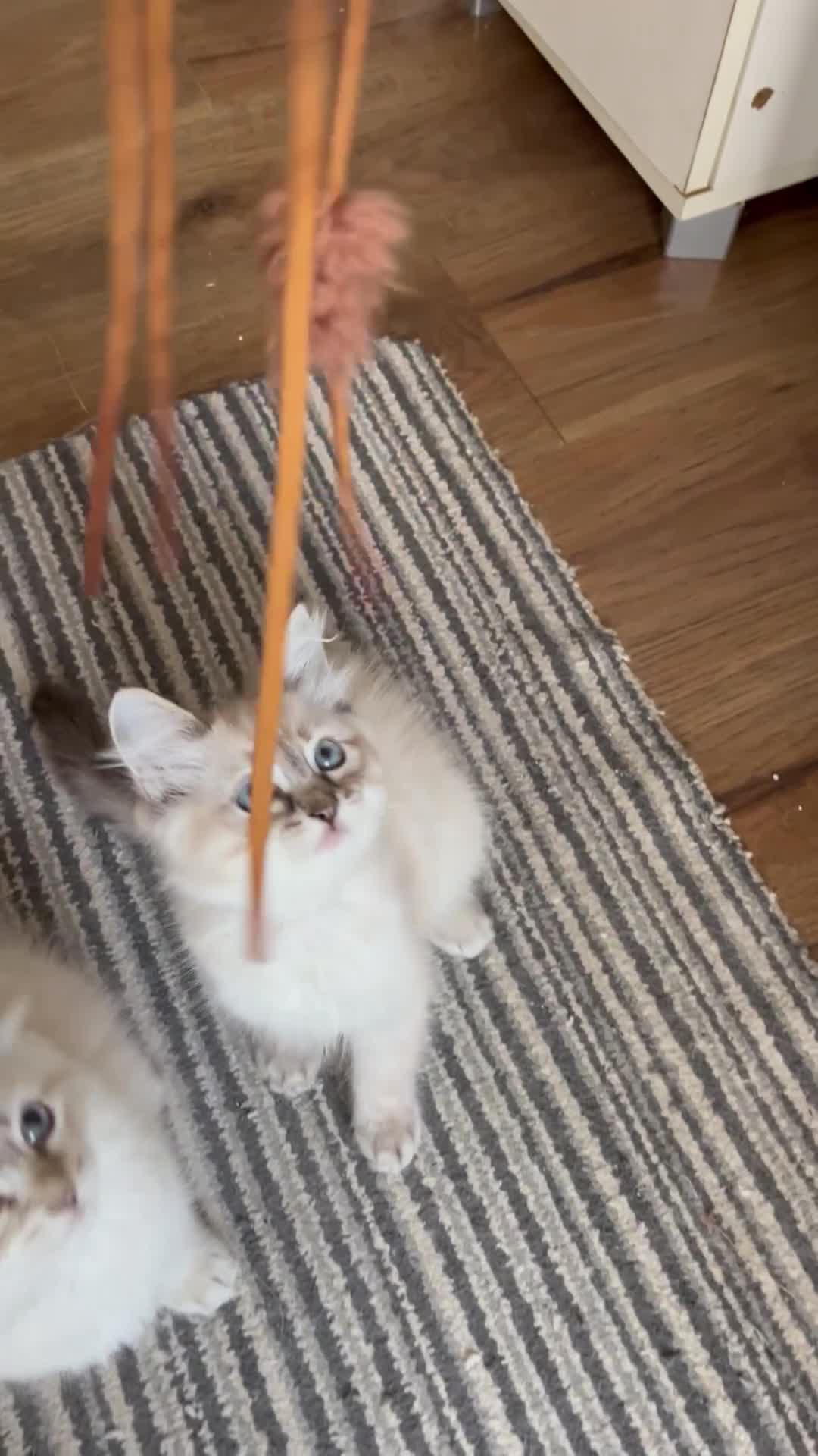 Siberian cats for sale: Amazing Siberian Neva Masquerade/Ragdoll kittens  - Video 1