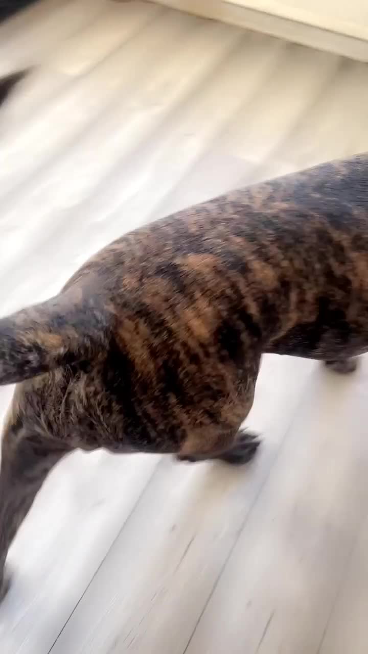 Presa Canario dogs for sale: Pressa Canario  - Video 2