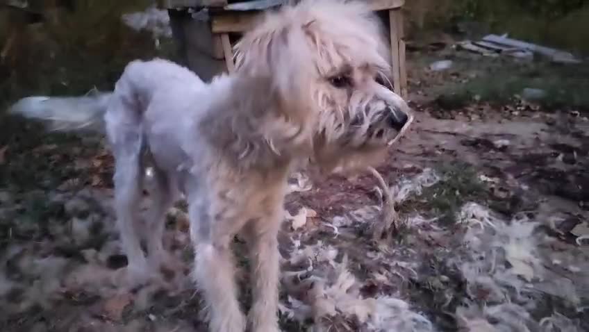 Mixed Breed dogs for adoption: Randolph, 2 - 3 yrs. Available for adoption. - Video 1