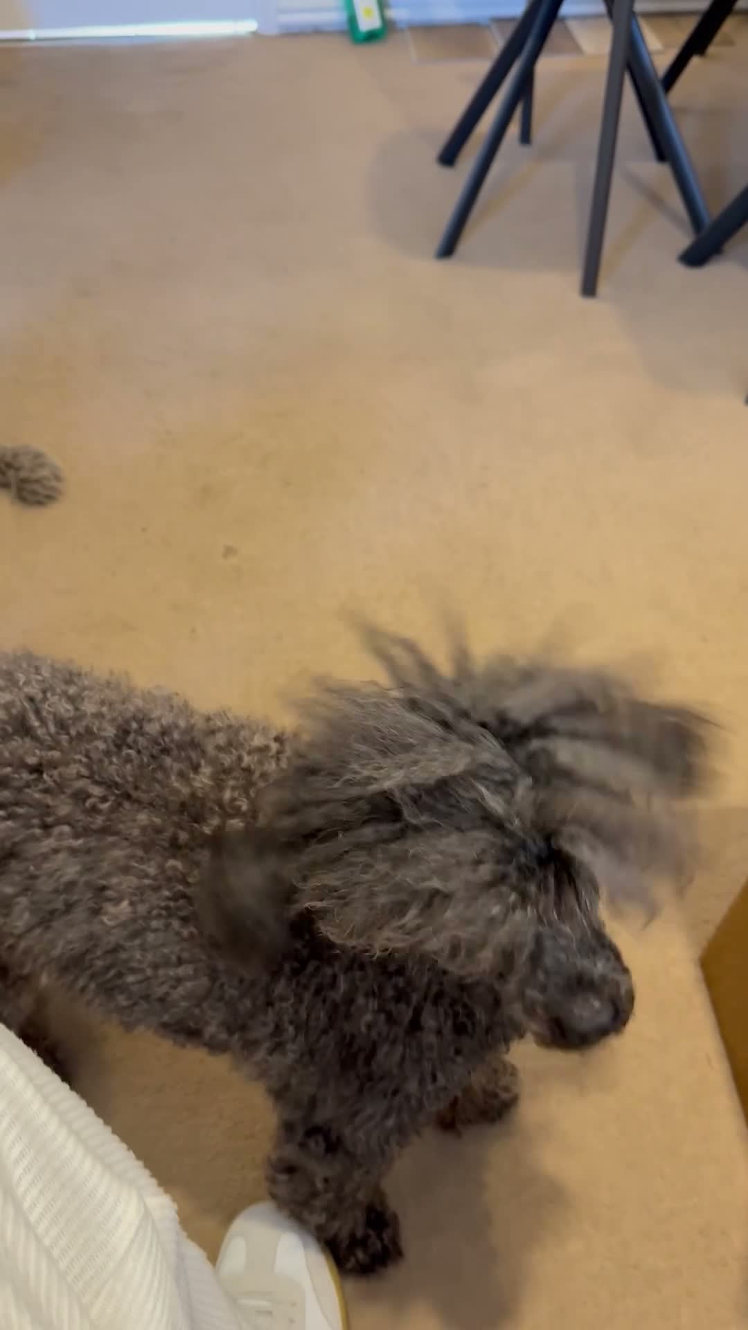 Toy Poodle dogs for sale: Beautiful Toy Poodle Puppy – Loving Home Needed in Hayes - Video 5