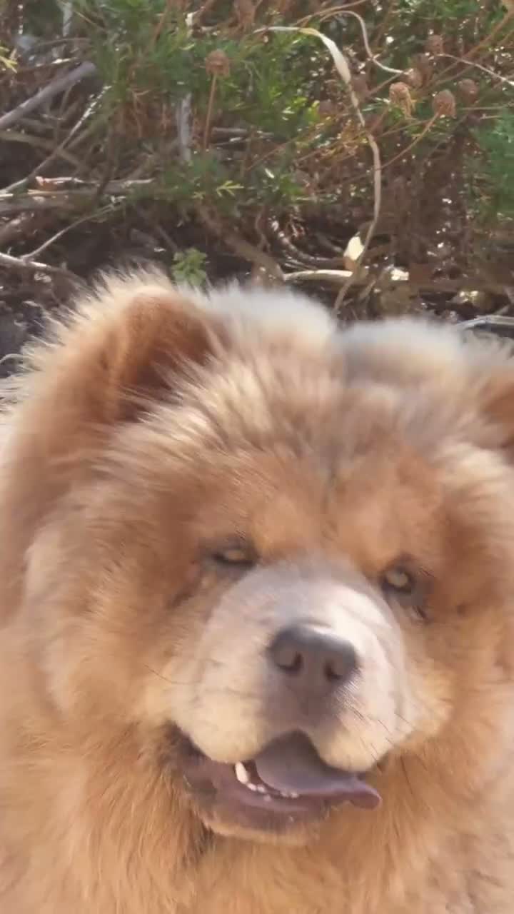 Chow Chow dogs for sale: Miss Alianah in Southampton - Video 1