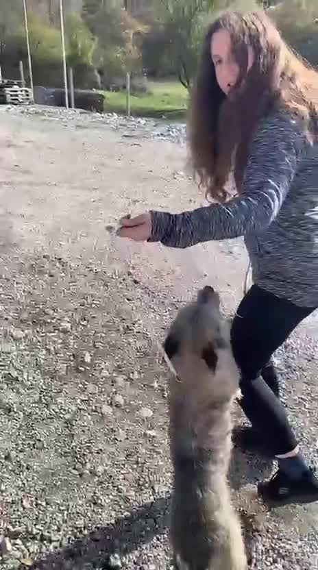 Mixed Breed dogs for adoption: Wilf, 2 yrs approx. Reserved STC. - Video 4