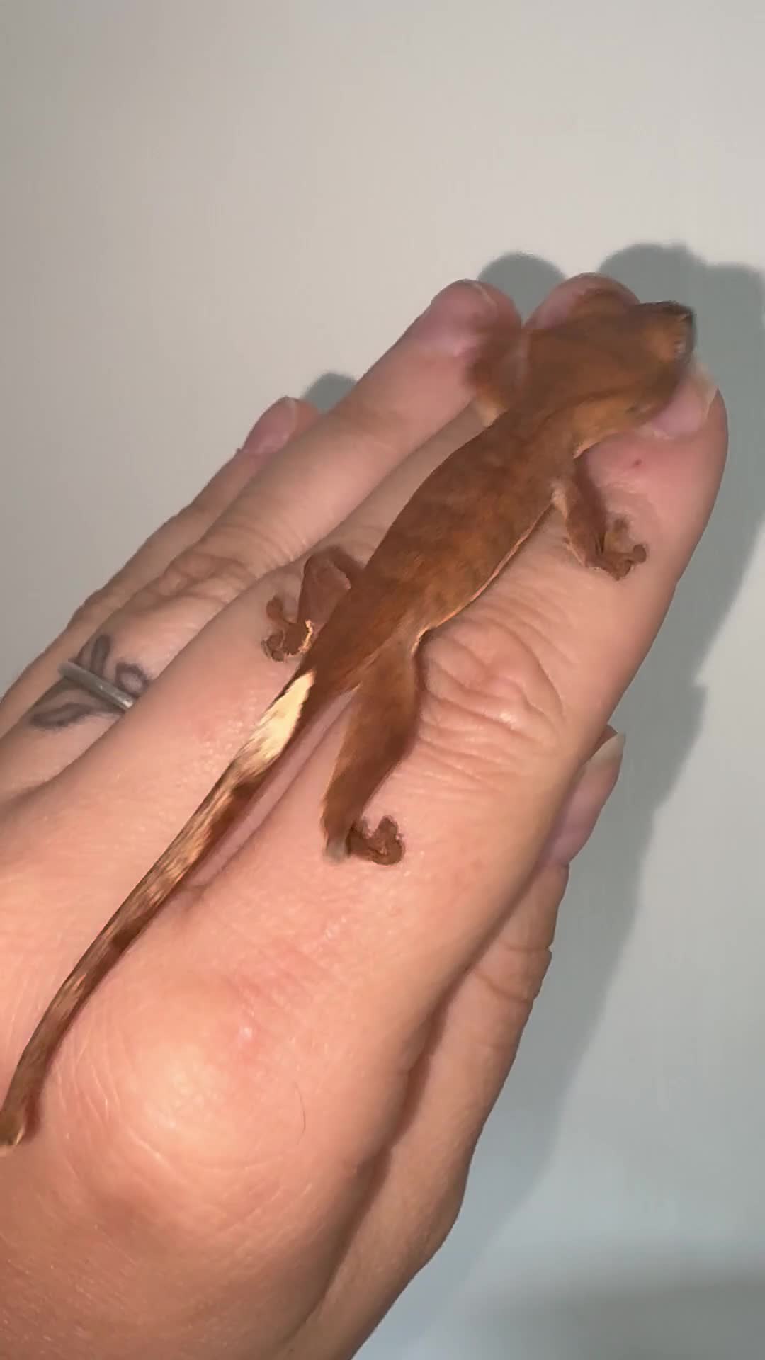 Gecko reptiles for sale: Crested geckos for sale! - Video 5
