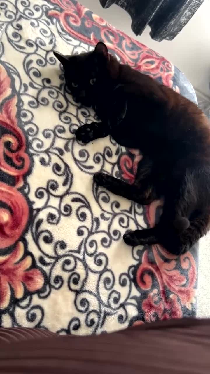 Mixed Breed cats for sale: Male cat  - Video 4