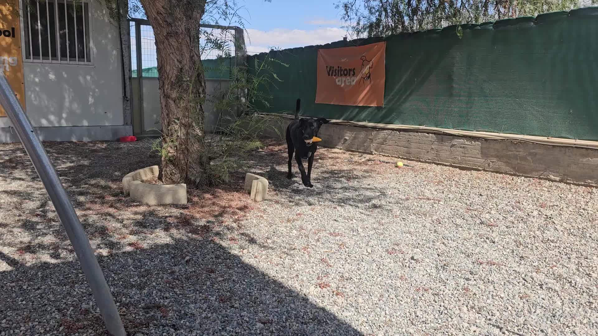 Labrador Retriever dogs for adoption: Prince - 4 years waiting for a home - Video 4