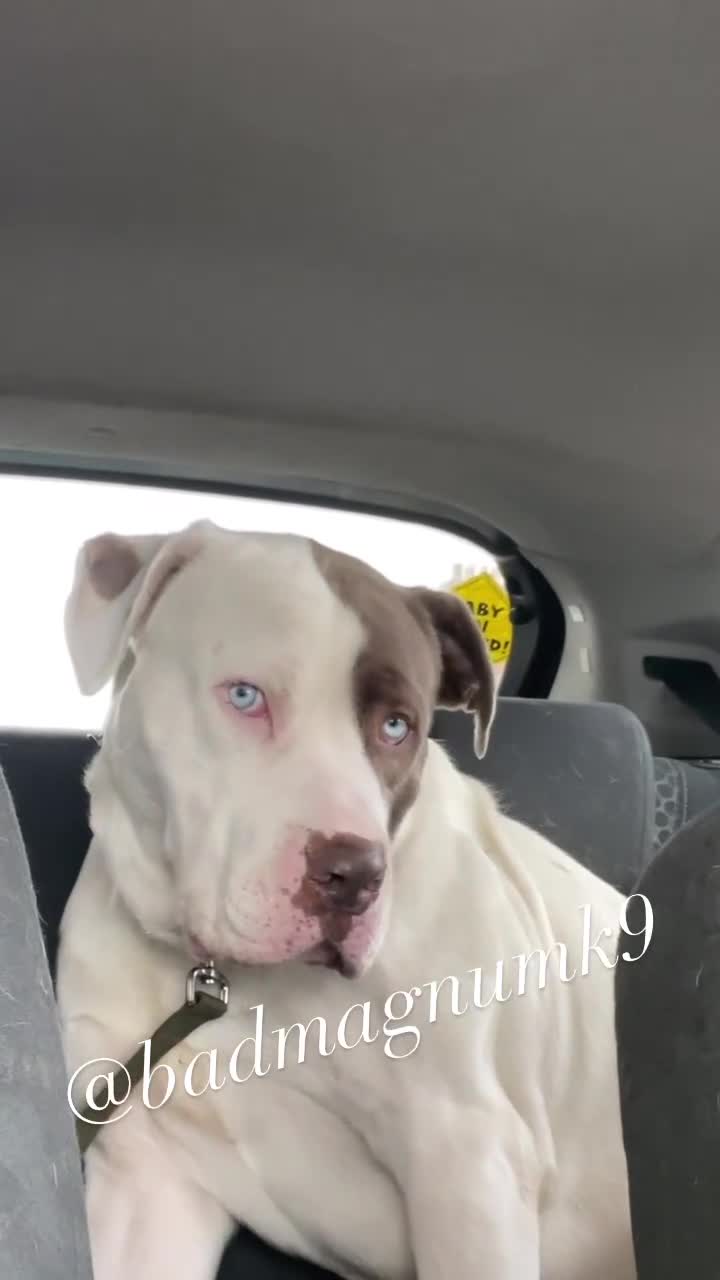 Cane Corso dogs for stud: Blue eye cane corso - Video 1