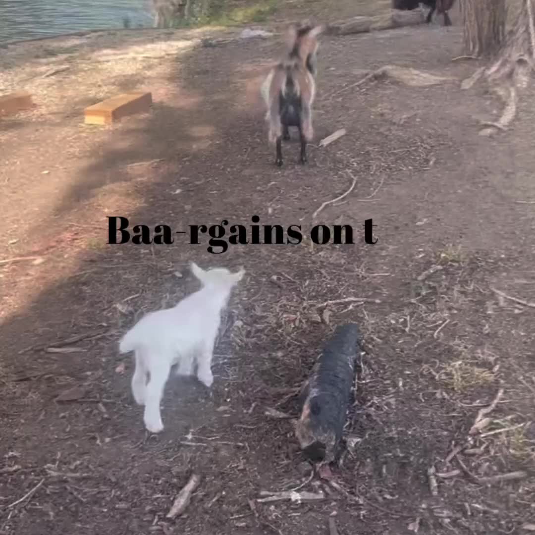 Goats livestock for sale: Pygmy goats - Video 1