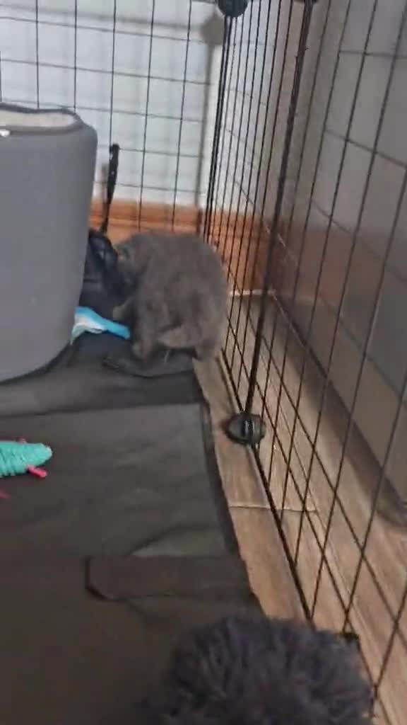 British Shorthair cats for sale: Only 3 kittens are left looking for a new home. - Video 1